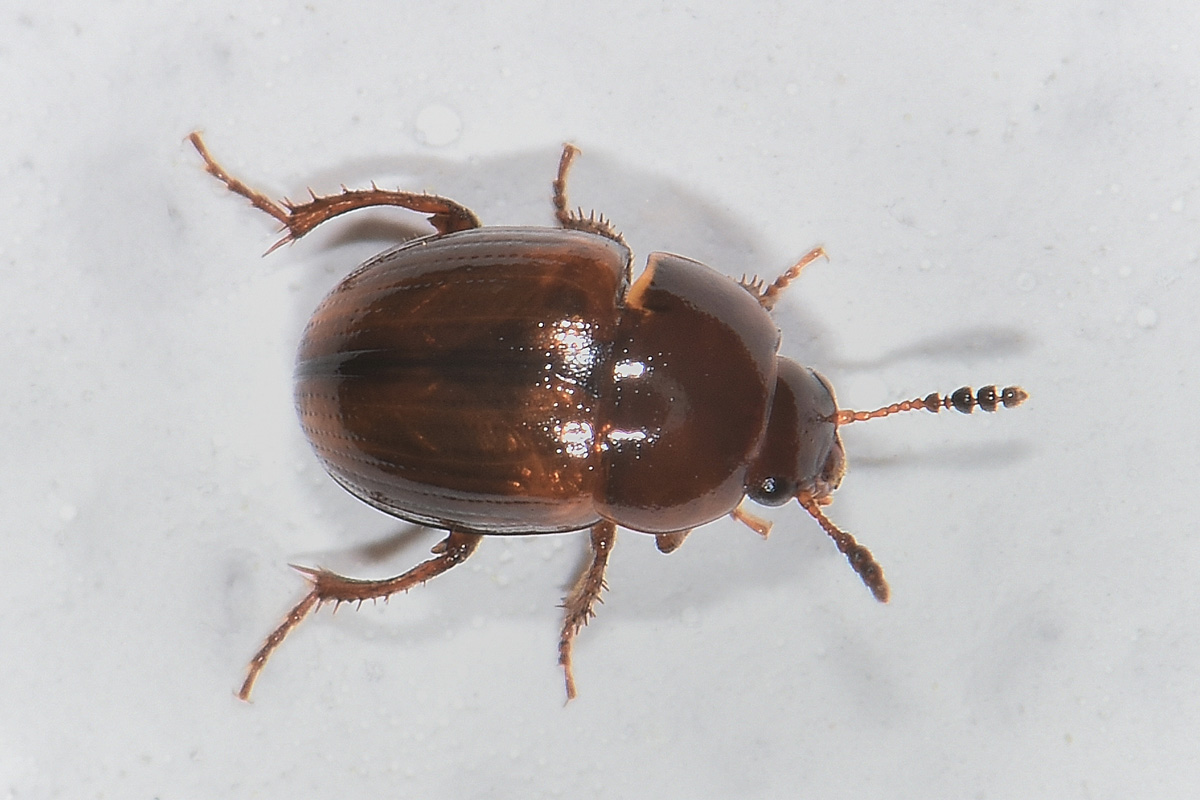 Leiodidae: Leiodes calcarata (Erichson, 1845) (cf)